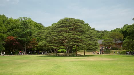 Iconic-Ancient-Umbrella-Pine-tree-in-the-middle-of-President's-park-in-Cheong-Wa-Dae,-Blue-House-Residence
