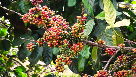 Arabica-Kaffeebeerenfrüchte-Wachsen-Auf-Einem-Baum-Auf-Einer-Kaffeeplantage
