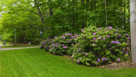 Rododendros-En-Flor-Con-Flores-De-Color-Rosa-Púrpura