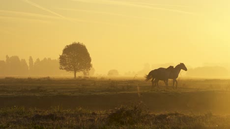 Pferde-Laufen-Und-Spielen-Durch-Den-Frühen-Morgennebel,-Sonnenaufgang