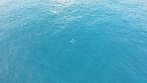 Drohnenaufnahmen-Von-Drei-Fernen-Delfinen,-Die-In-Einem-Türkisfarbenen-Ozean-Schwimmen