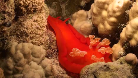 Spanish-Dancer-nudibranch-crawling-over-coral-reef-in-the-Red-Sea