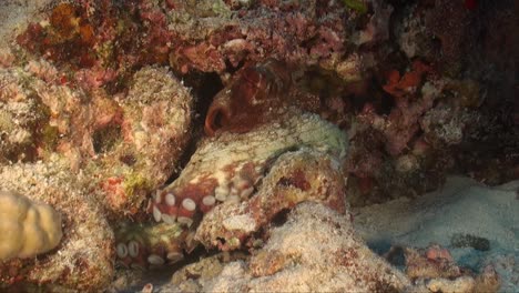 Octopus-sitting-on-tropical-coral-reef-showing-tentacle-and-suction-cups