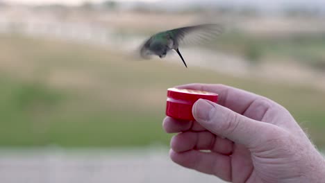 A-female-black-chinned-hummingbird-feeding-from-a-man's-hand-with-total-trust