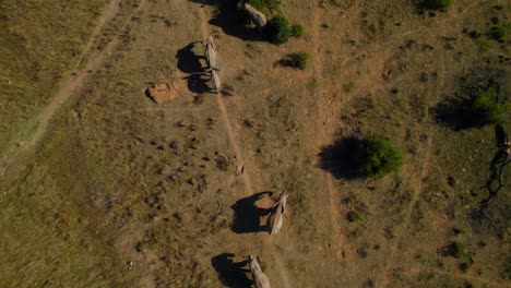 Rebaño-De-Elefantes-Africanos-Bañándose-Con-Baúl-En-El-Parque-Nacional,-Antena