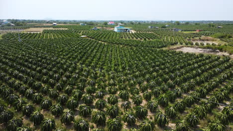 Endless-plantation-of-dragonfruit-in-Vietnam,-aerial-fly-over-view