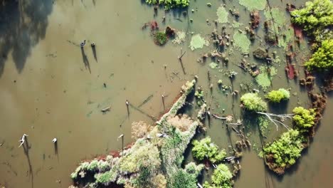 Vista-De-Drones-En-Movimiento-Lento-Mirando-Hacia-Abajo-Sobre-La-Vegetación-Inundada-En-El-Lago-Mulwala,-Donde-El-Río-De-Los-Hornos-Se-Une-Al-Río-Murray,-Australia
