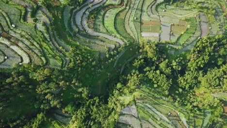 Aerial-top-down-shot-of-vegetable-plantation-in-the-valley-and-dense-trees-in-Central-Java,Indonesia