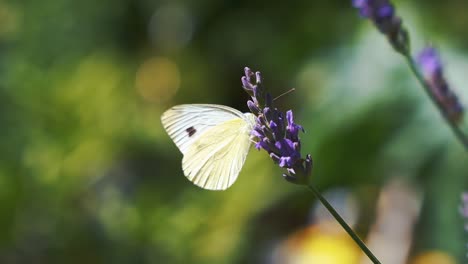Beautiful-white-butterfly-closeup-flying-through-lavender-blossom-flowers-with-background-blur-bokeh