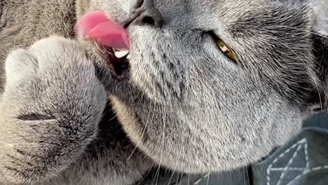 Schöne-Britische-Graue-Katze-Mit-Orangefarbenen-Augen,-Die-Sich-Umschaut