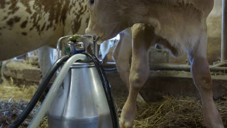 HANDHELD-CLOSEUP---Milking-bucket-is-carried-into-the-parlour,-Sweden