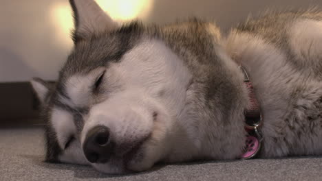 Closeup:-Husky-dog-falls-asleep-when-warmed-by-sunshine-from-window