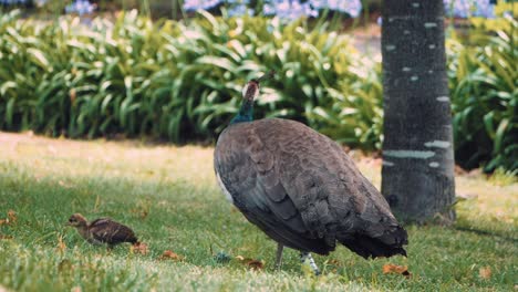 Female-Peacock-With-Her-Peachick-Foraging-In-The-Grass