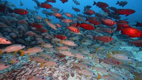 Wunderschöne-Nah--Und-Zeitlupenaufnahme-Eines-Großen-Schwarms-Von-Rotbrillenfischen-Und-Schnappern-An-Einem-Tropischen-Riff-Im-Atoll-Von-Fakarava-In-Französisch-Polynesien
