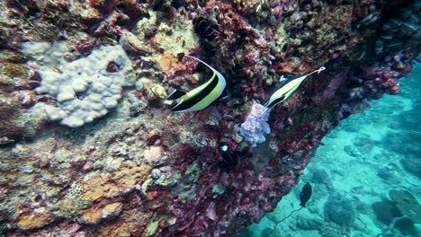 Pair-of-tropical-black-and-yellow-heniochus-butterfly-fish-swimming-around-sea-wall
