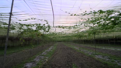 Enclosed-area-for-growing-vine-crops-in-agricultural-complex-filmed-as-establishing-shot