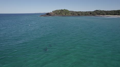 Grupo-De-Delfines-Nariz-De-Botella-Nadando-En-El-Mar-De-Tasmania-Con-Impresionantes-Vistas-De-La-Playa-De-Fingal-Head-Y-Calzada-En-Segundo-Plano