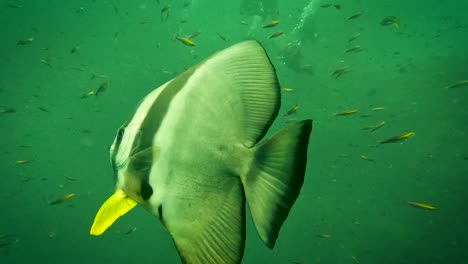 Bat-fish-in-green-water-swimming-close-to-camera-with-scuba-divers-in-background