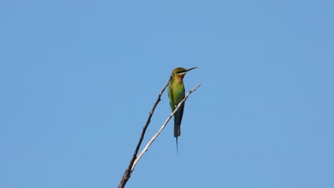 Seen-targeting-a-bee-flying-around-their-favorite-snack,-Blue-tailed-Bee-eater-Merops-philippinus,-Thailand