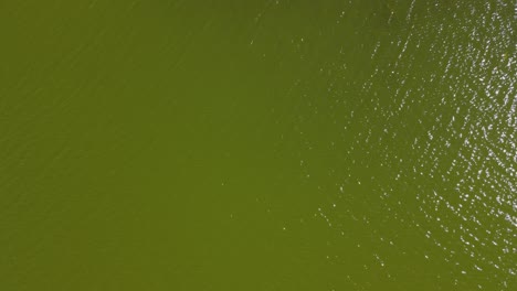 üppiges-Grünes-Wasser-In-Der-Sommerwärme