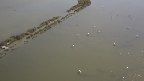 Aerial,-drone-shot-following-flamingos,-in-shallow-water,-sunny-day,-in-Montijo,-Portugal