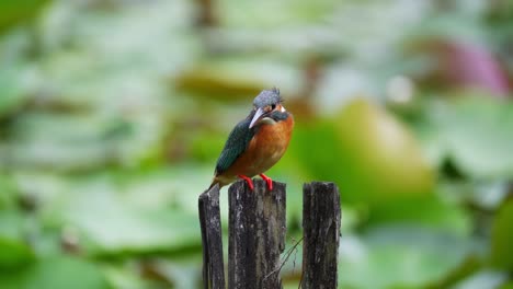 Resting-Kingfisher-In-Bokeh-Nature-Background