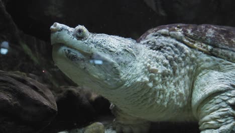 Close-up-Of-Common-Snapping-Turtle-In-Gdynia-Aquarium
