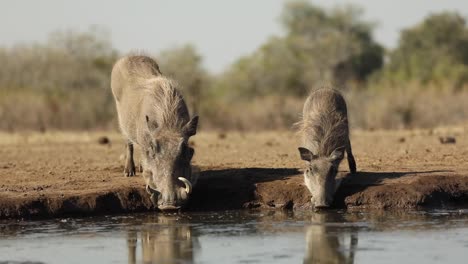 Weitwinkelaufnahme-Eines-Warzenschweinweibchens-Und-Seiner-Jungen,-Die-An-Einem-Wasserloch-Trinken,-Mashatu,-Botswana