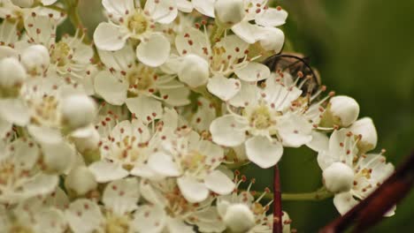Crawling-Flower-Longhorn-Beetle-Feeds-On-Pollen-Of-Blooming-Firethorns