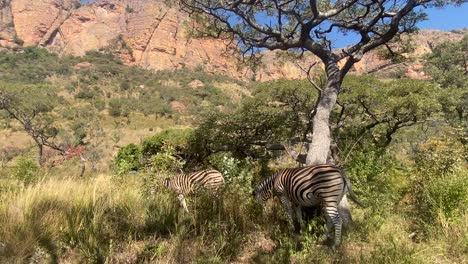 Close-up-of-two-wild-African-zebras-grazing-peacefully-in-mountainous-national-park