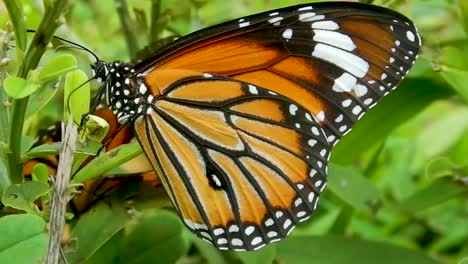Schmetterling-Sitzt-Auf-Der-Pflanze,-Grünes-Blatt,-Orange,-Schwarz,-Weiß,-Bunt,-Schmetterling,-Insekt,-Thront,-Natur,-Tierwelt,-Nahaufnahme,-Schmetterlinge,-Die-Partner-Finden