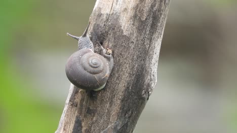 Snail--in-tree-walking-slow-