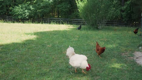 Slow-motion-shot-of-farm-life-showing-white-and-brown-hens-and-roosters-moving-around-in-beautiful-green-field
