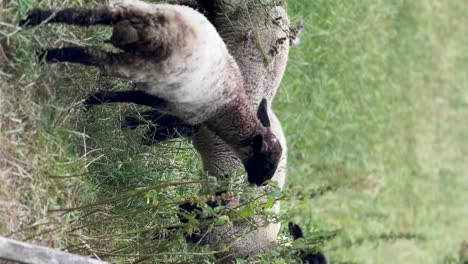 Vertical-video-of-black-headed-lambs-grazing-in-the-field-in-the-Cotswolds,-England