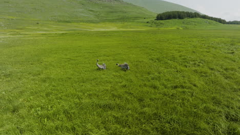 Two-Common-Crane-Forage-Food-In-The-Green-Grassland