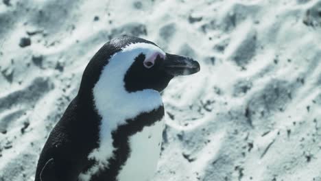 Cerca-De-Un-Pingüino-Sudafricano-Sobre-Arena-Blanca-En-La-Playa-De-Boulders-En-Ciudad-Del-Cabo,-Sudáfrica