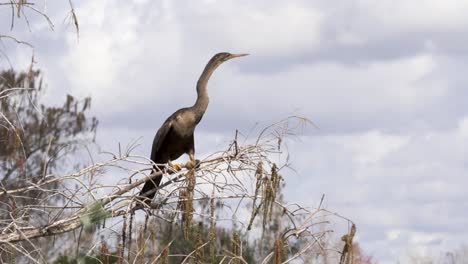 Anhinga-perched-on-a-tree-in-Loxahatchee-NWA-in-Florida