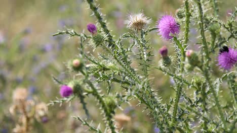 Cotton-Thistle-or-Scottish-Thistle-Gently-Swaying-in-the-Wind-Attracting-Bumblebees