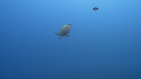 Karettschildkröte-Schwimmt-über-Einem-Korallenriff-Im-Kristallklaren-Wasser-Des-Pazifischen-Ozeans,-Rund-Um-Die-Insel-Tahiti-In-Französisch-Polynesien