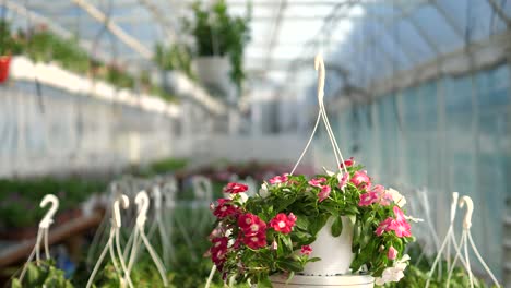 360-degree-product-video-with-flowers-in-a-blurry-background