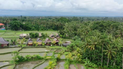 Villas-Locales-Y-Alojamiento-Con-Vistas-A-Terrazas-De-Arrozales-Vacías-Inundadas-Después-De-La-Cosecha-En-Ubud-Bali,-Antena