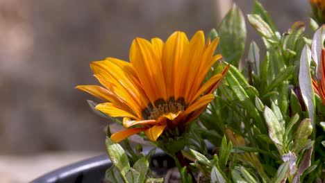 close-up-of-a-blooming-orange-Gazania-krebsiana-is-one-of-the-Gazania-species-that-are-exclusively-African