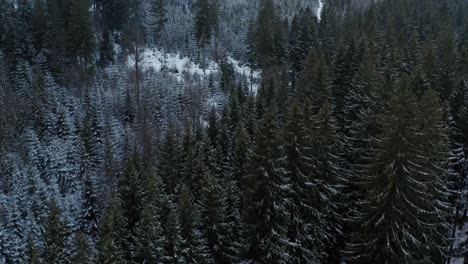 Drone-Aéreo-Inclinado-Hacia-Abajo-Sobre-Las-Montañas-Bielice-Cubiertas-De-árboles-Coníferos-En-Polonia-Durante-La-Temporada-De-Invierno