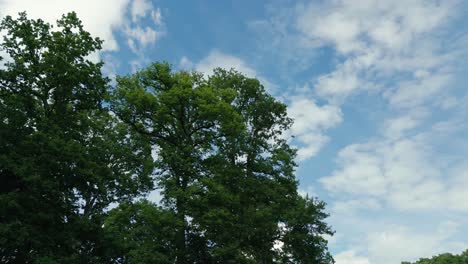 4K-Filmische-Naturaufnahmen-Einer-Drohne,-Die-Sich-An-Einem-Sonnigen-Tag-In-Der-Mitte-Eines-Feldes-In-Der-Normandie,-Frankreich,-Um-Einen-Baum-Dreht