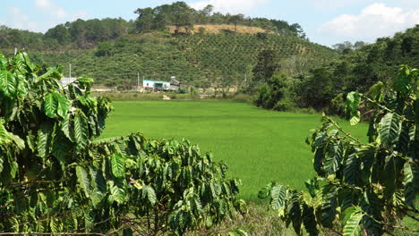 Kaffeeplantage-Auf-Dem-Land-In-Vietnam,-Asien-Produktion-Von-Kaffee-Und-Reis-In-Frischer-Landschaft
