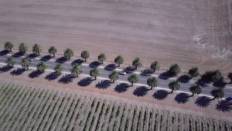 Palm-Tree-Lined-Seppeltsfield-Road-With-Traveling-Cars-In-The-Barossa-Valley,-Adelaide,-South-Australia