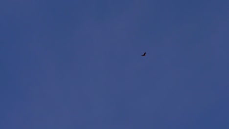 Slow-motion-shot-of-a-lonely-and-distant-chimango-caracara-flying-at-sunset-against-a-deep-blue-sky