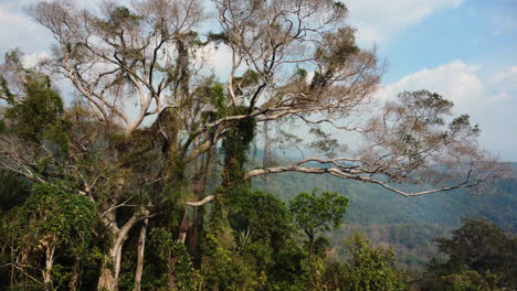 Close-up-shot-of-an-ancient-tree-growning-on-vietnams-highlands-with-the-view-of-thick-vegetation-in-the-valley-next-to-the-road-towards-Da-Lat,-Vietnam-at-daytime