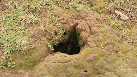 Close-up-zoom-in-shot-of-hole-in-earth-floor,-animal-burrow
