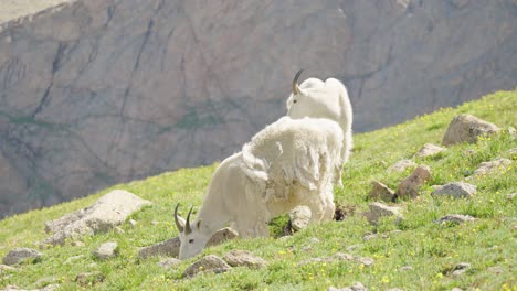 Mountain-Goats-on-top-of-Mount-Bierstadt,-Colorado